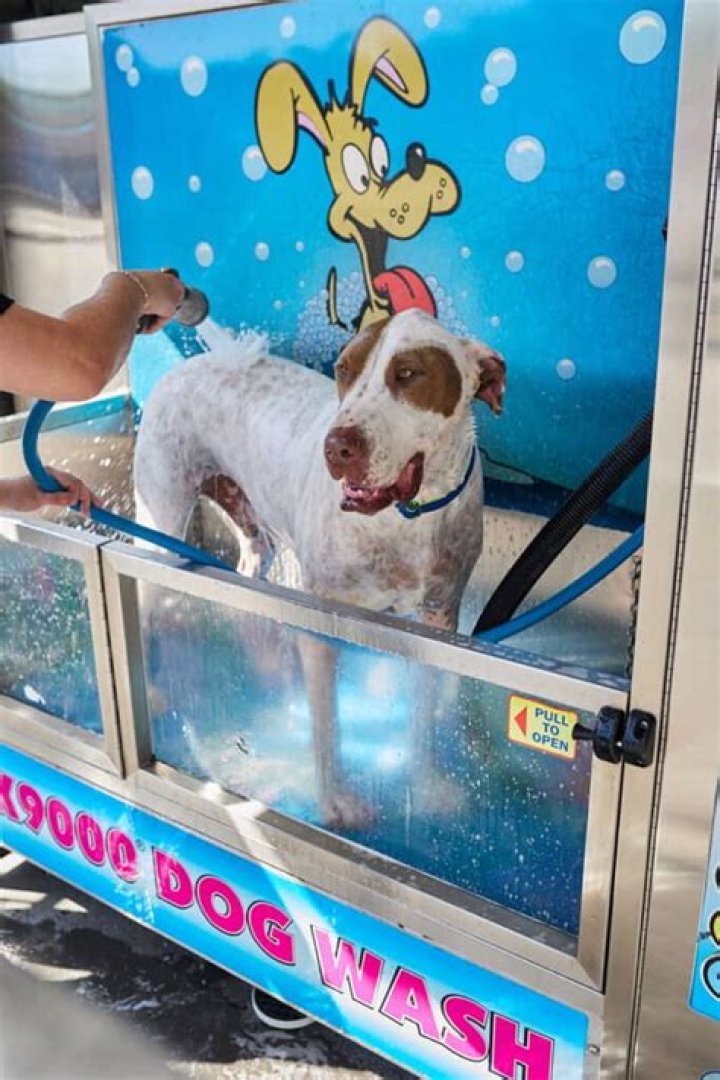 Herbie said&nbsp;Bondi Wash Dog Wash (pictured) made Herbie smell divine and left his back squeaky clean